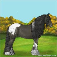 Horse Color:Bay Tobiano Appaloosa Rabicano