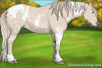 Horse Color:White Spotted Perlino 