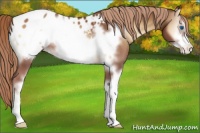 Horse Color:Red Onyx Sabino Frame Appaloosa 