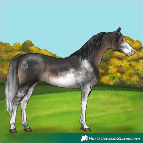 Horse Color:Brown Sabino 