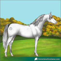 Horse Color:Brown Sabino