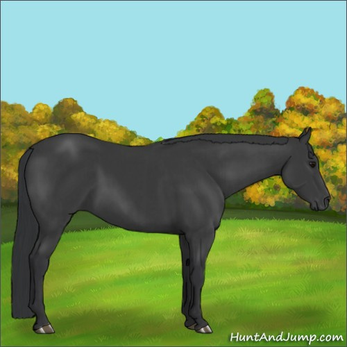 Horse Color:Black and Black