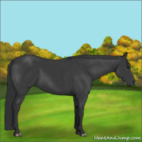 Horse Color:Black  and Black 