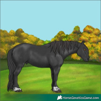 Horse Color:Black  and Black 