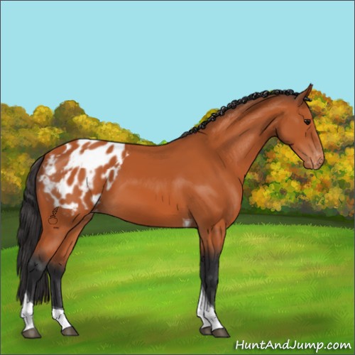 Horse Color:Bay Tobiano Appaloosa 