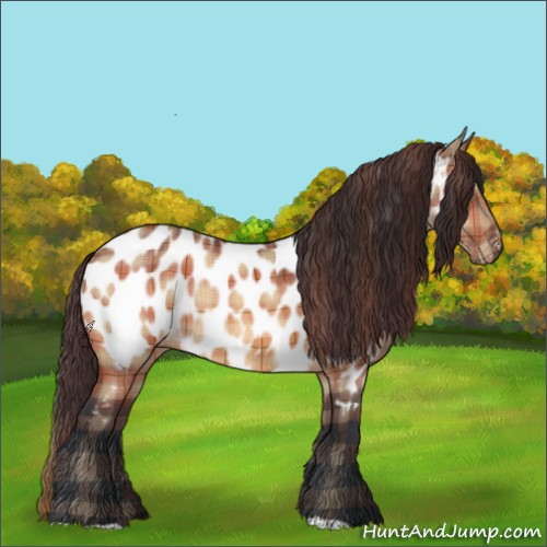 Horse Color:Plaid  Bay Dun Appaloosa 
