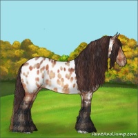 Horse Color:Plaid Bay Dun Appaloosa