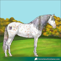 Horse Color:Nacre Amber Cream Champagne Dun Appaloosa 