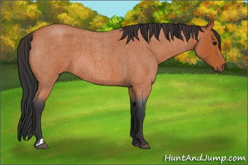 Horse Color:Bay Roan and Bay Roan