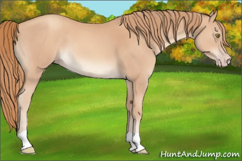 Horse Color:Gold Champagne 