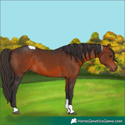 Horse Color:Bay Tobiano 