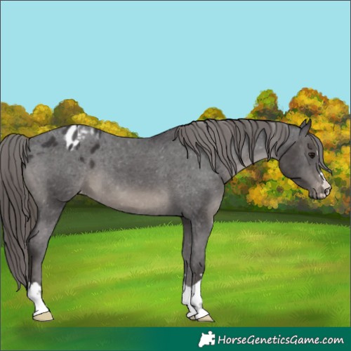 Horse Color:Smoky Black Appaloosa 