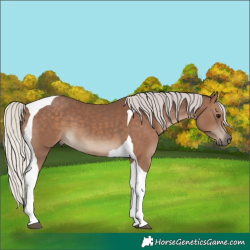 Horse Color:Silver Black Tobiano 