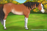 Horse Color:Bay Splash 