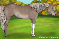 Horse Color:Silver Black Tobiano 