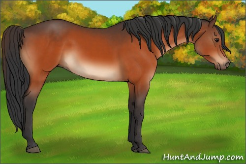 Horse Color:Brown 
