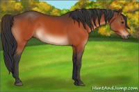 Horse Color:Brown 