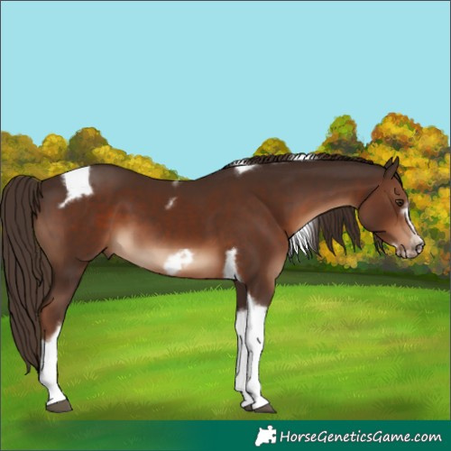Horse Color:Liver Chestnut Tobiano Frame 