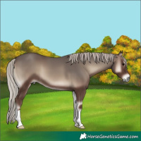 Horse Color:Silver Blue Onyx
