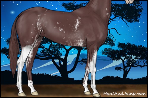 Horse Color:White Spotted Chocolate Black Sabino 
