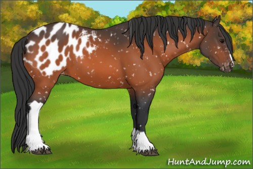 Horse Color:Bay Appaloosa