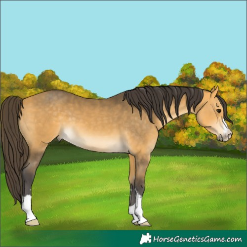 Horse Color:Buckskin 