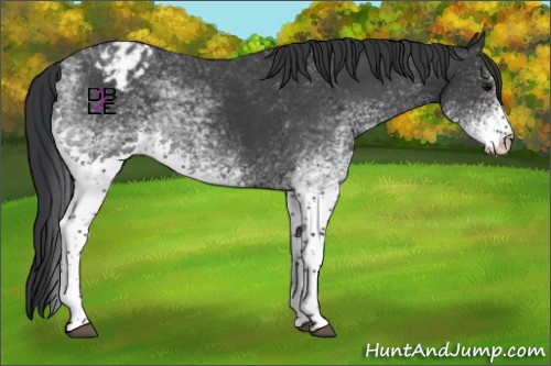 Horse Color:White Spotted Black Appaloosa 