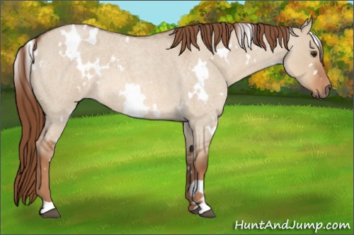 Horse Color:White Spotted Red Dun Roan