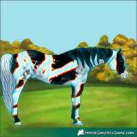 Horse Color:Thunderstruck Brown Chinchilla Ice Splash Tobiano Appaloosa