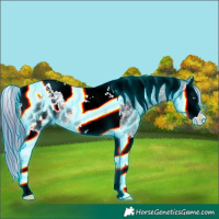 Horse Color:Thunderstruck Brown Chinchilla Ice Splash Tobiano Appaloosa