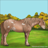 Horse Color:Liver Chestnut Pearl and White Spotted Liver Chestnut Pearl Rabicano