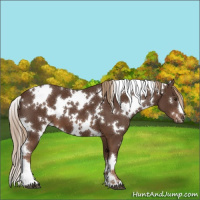 Horse Color:White Spotted Liver Chestnut 