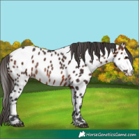 Horse Color:Bay Appaloosa Rabicano 