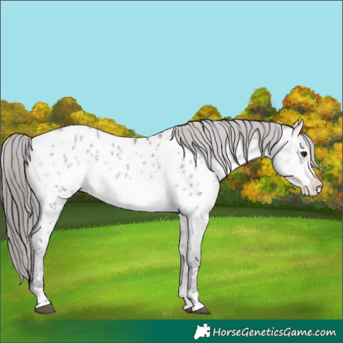 Horse Color:Platinum Buckskin Ice Dun Appaloosa Rabicano 