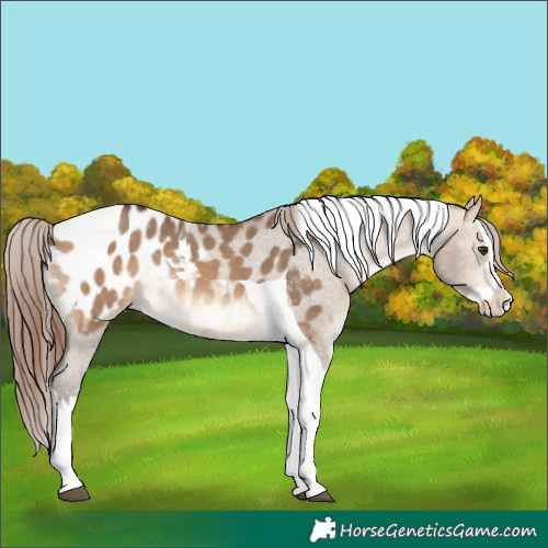 Horse Color:Bay Dun Splash Tobiano Appaloosa 