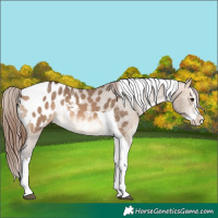 Horse Color:Bay Dun Splash Tobiano Appaloosa 