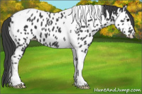 Horse Color:Black Tobiano Near Leopard 