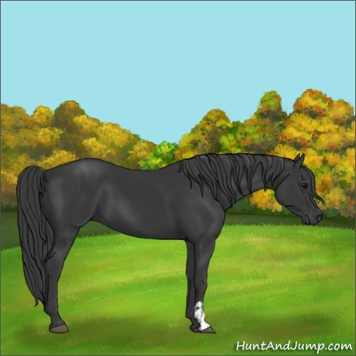 Horse Color:Black  and Black 