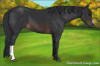 Horse Color:Brown 