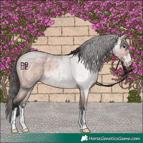 Horse Color:Bay Roan