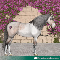 Horse Color:Bay Roan 