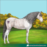 Horse Color:Bay Roan Sabino 