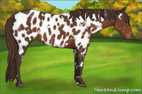 Horse Color:White Spotted Liver Chestnut Appaloosa