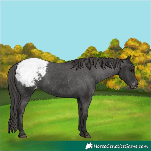 Horse Color:Liver Chestnut Appaloosa 