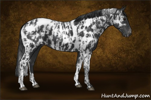 Horse Color:Black Appaloosa  and Black Tobiano Appaloosa 