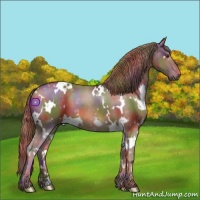 Horse Color:Nacre White Spotted Chestnut 
