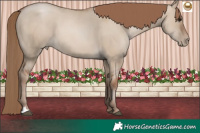 Horse Color:Grullo Pearl 