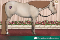 Horse Color:Grullo Pearl 