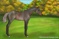 Horse Color:Silver Black Rabicano 