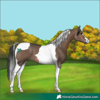 Horse Color:Brown Dun Tobiano 
